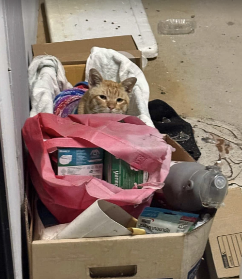 P Som loves the house